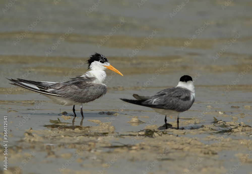 A pair of Greater Crested Tern at Busaiteen coast, Bahrain A pair of Greater Crested Tern at Busaiteen coast, Bahrain