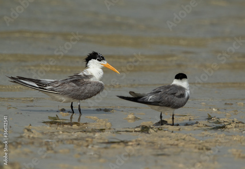 A pair of Greater Crested Tern at Busaiteen coast, Bahrain