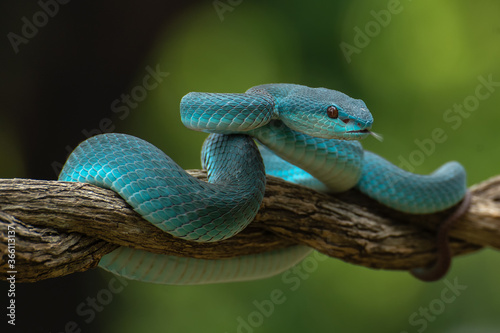 Venomous snake on tree branch