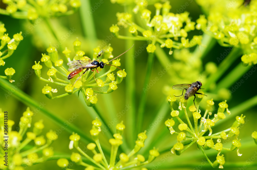 Various insects feed on plant pollen. Various insects feed on plant pollen.