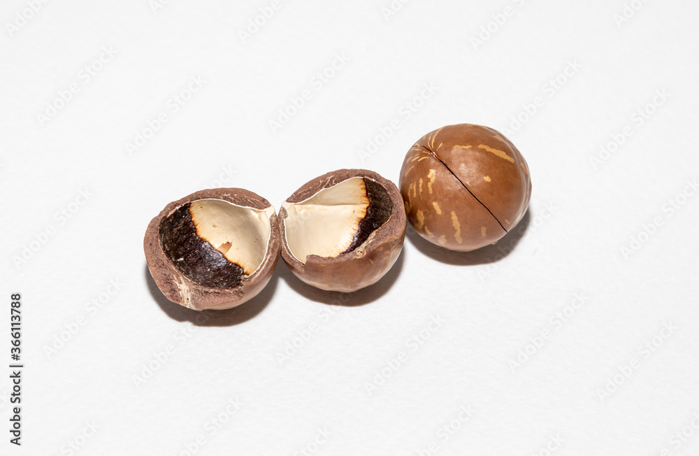 Macadamia Shell Abandoned on a white background Macadamia Shell Abandoned on a white background