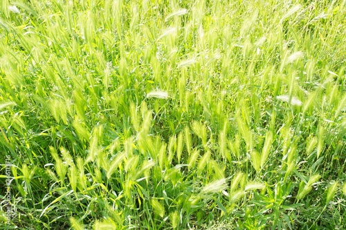 Closeup shot of green wild barley grass