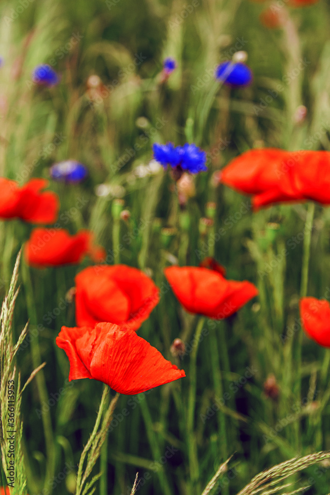 Obraz premium Cornflowers and poppies