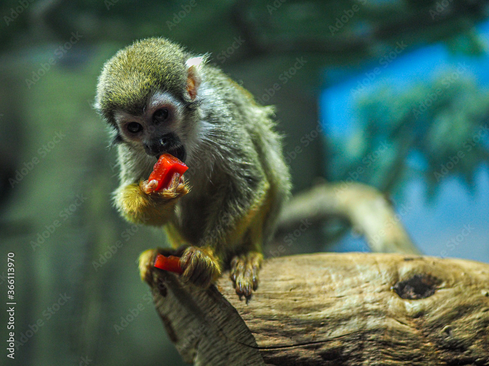 Obraz premium Monkey eating food on a tree.