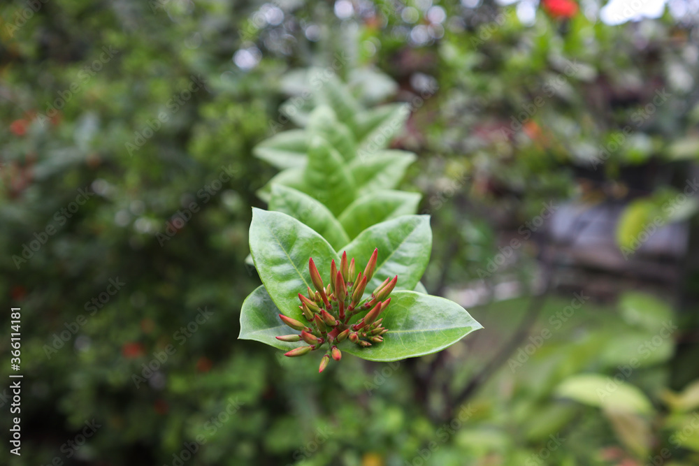 Ixora Coccinea Flower Beautiful bright red Buds. This plant is also known as jungle geranium, flame of the woods or pendkuli. Ixora Coccinea Flower Beautiful bright red Buds. This plant is also known as jungle geranium, flame of the woods or pendkuli.