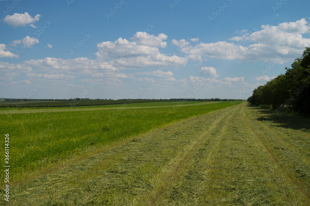 View of a green clover field with partially cut grass. Agricultural mowing in summer. Nature, vegetative background. Rural landscape. Selective focus. Copy space. View of a green clover field with partially cut grass. Agricultural mowing in summer. Nature, vegetative background. Rural landscape. Selective focus. Copy space.
