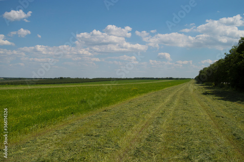 View of a green clover field with partially cut grass. Agricultural mowing in summer. Nature  vegetative background. Rural landscape. Selective focus. Copy space.
