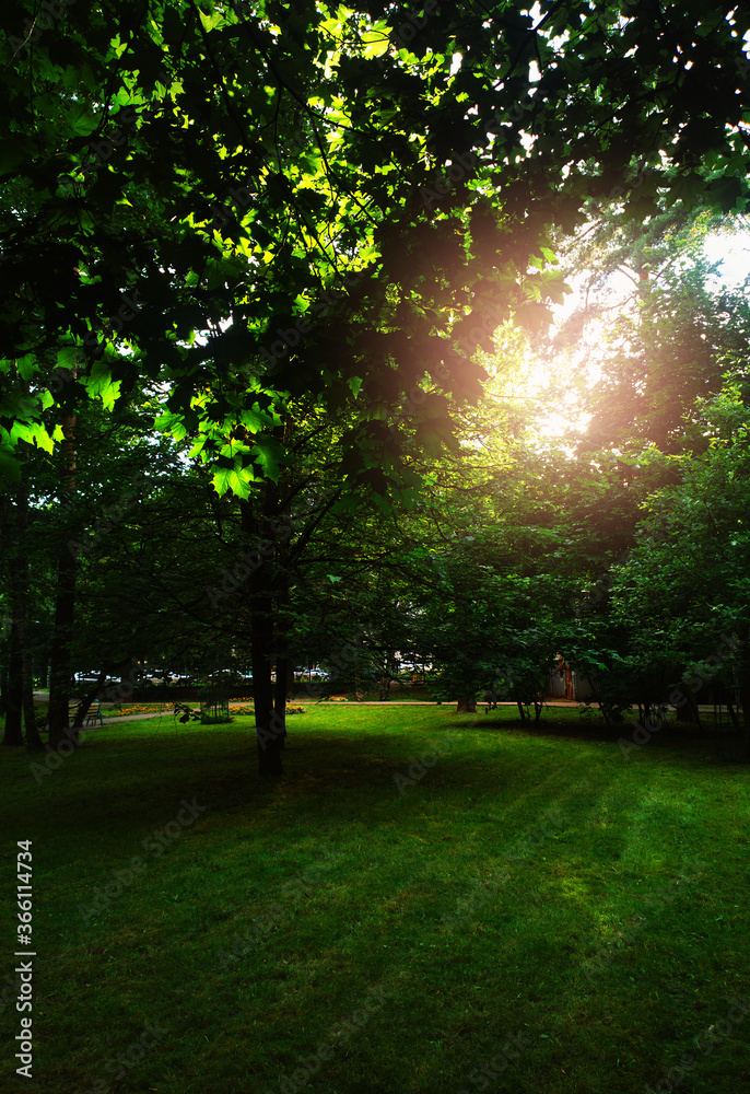 Obraz premium Dramatic light leak at summer park background