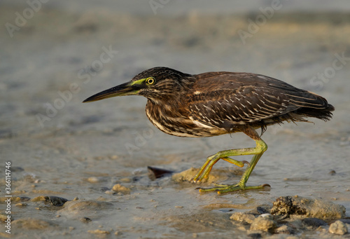 Striated Heron at Busaiteen coast of Bahrain during low tide