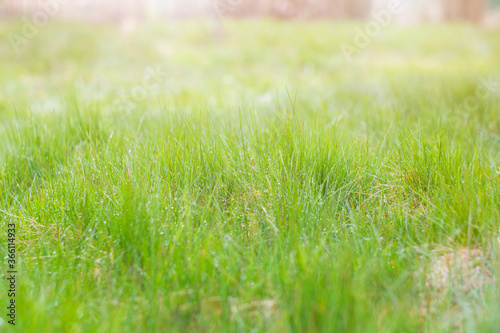 Green grass background. Tender leaves, stems and drops after rain. Bright juicy lawn. Natural herbal background.