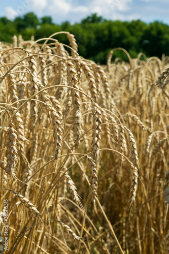  The crops are ripe in the fields, white clouds in the blue sky.