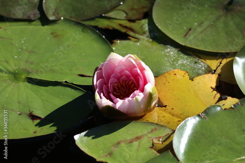 pink water lily