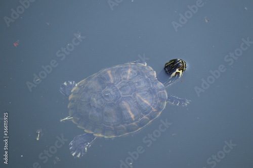 turtle on the water