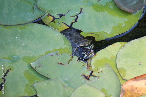 turtle on the water