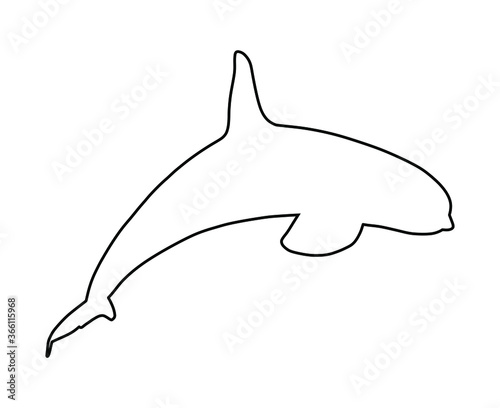 Killer Whale line contour, jumping out of water vector silhouette illustration isolated on white background. (Orcinus Orca). Underwater life. Orca in swimming pool. 
