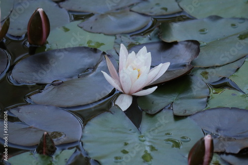 white water lily