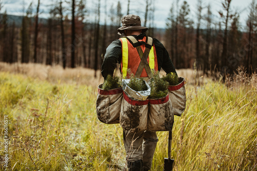 Forest ranger with bag full of pine seedlings for reforestation photo