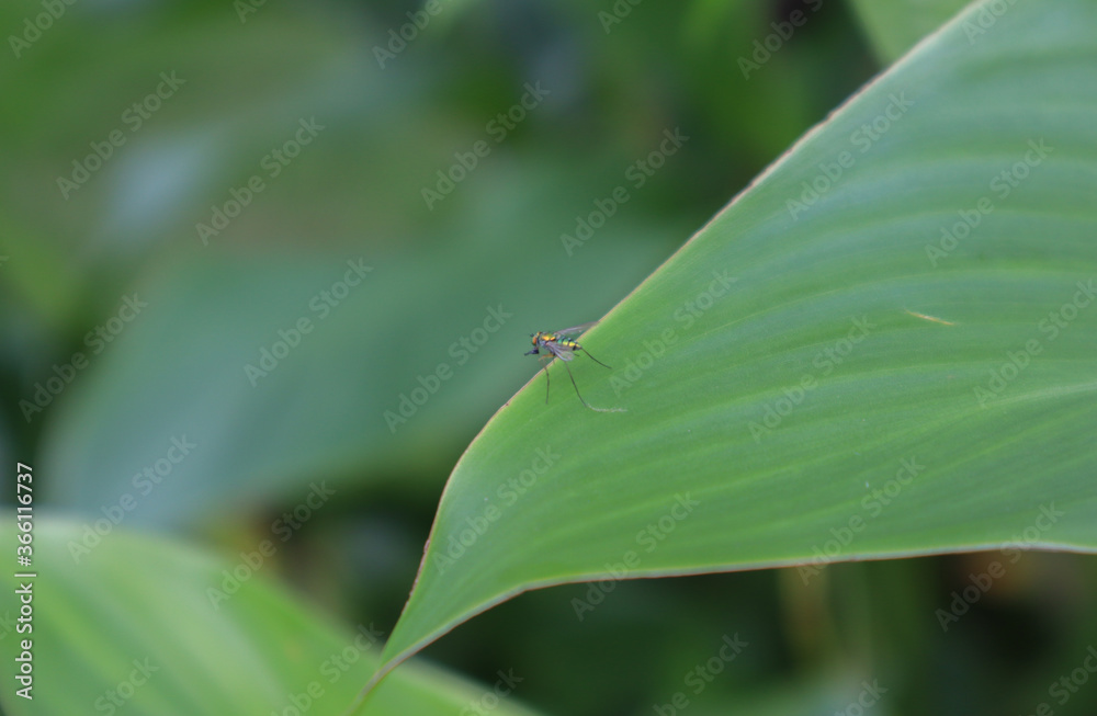 Tiny Condylostylus flies on plant leaf. Condylostylus is a genus of flies in the family Dolichopodidae. Tiny Condylostylus flies on plant leaf. Condylostylus is a genus of flies in the family Dolichopodidae.
