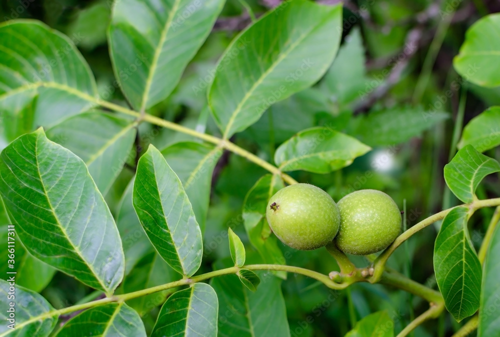 greek walnut fruit with green leaves