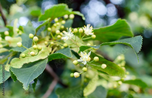 linden flowers with green leaves