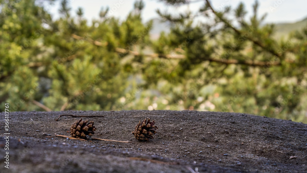 Fototapeta premium Früchte des Waldes