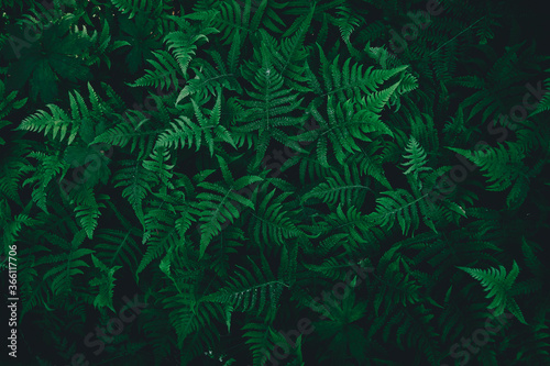 Natural ferns pattern. Beautiful background made with green leaves. Natural floral fern background in the dark forest.