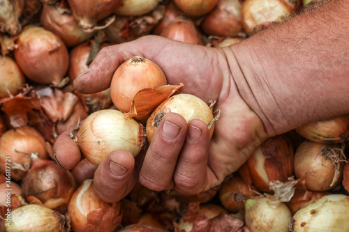 Farmers hand holding onion.Close up
