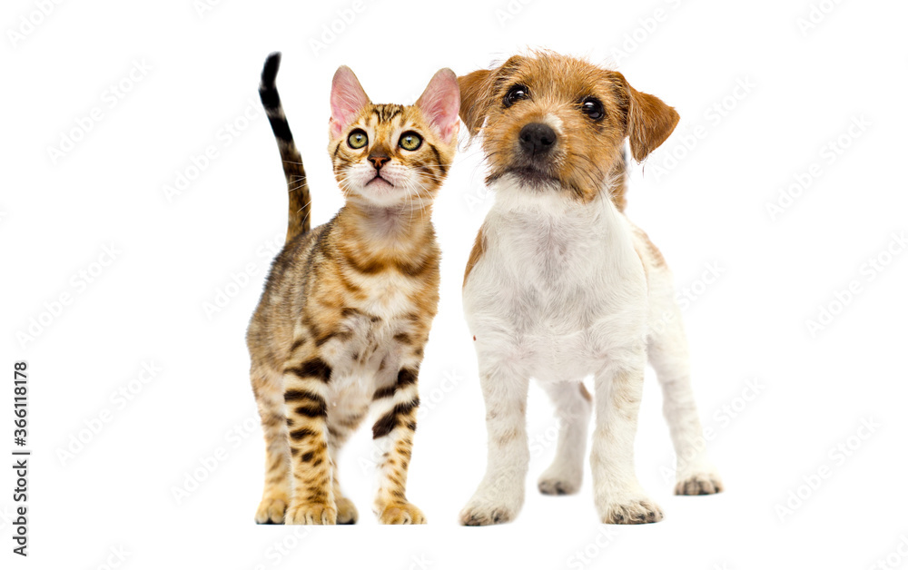 cat and dog look forward together