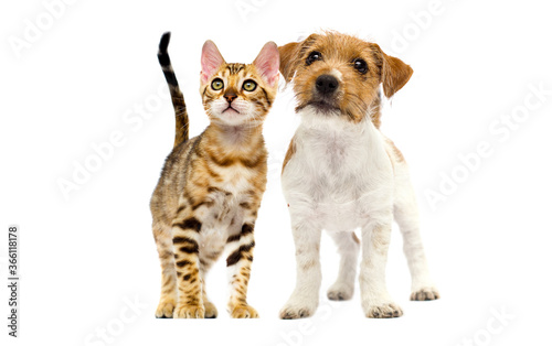 Fototapeta Naklejka Na Ścianę i Meble -  cat and dog look forward together