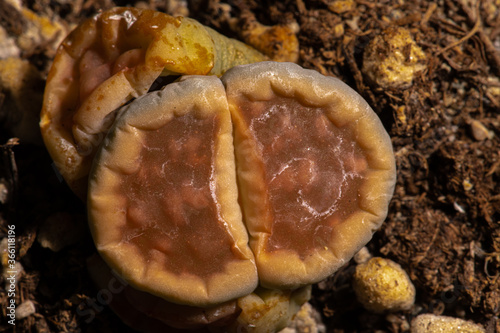 Living Stone or Lithops Plants