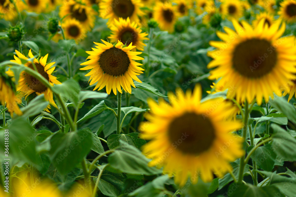 sunflower sunflower