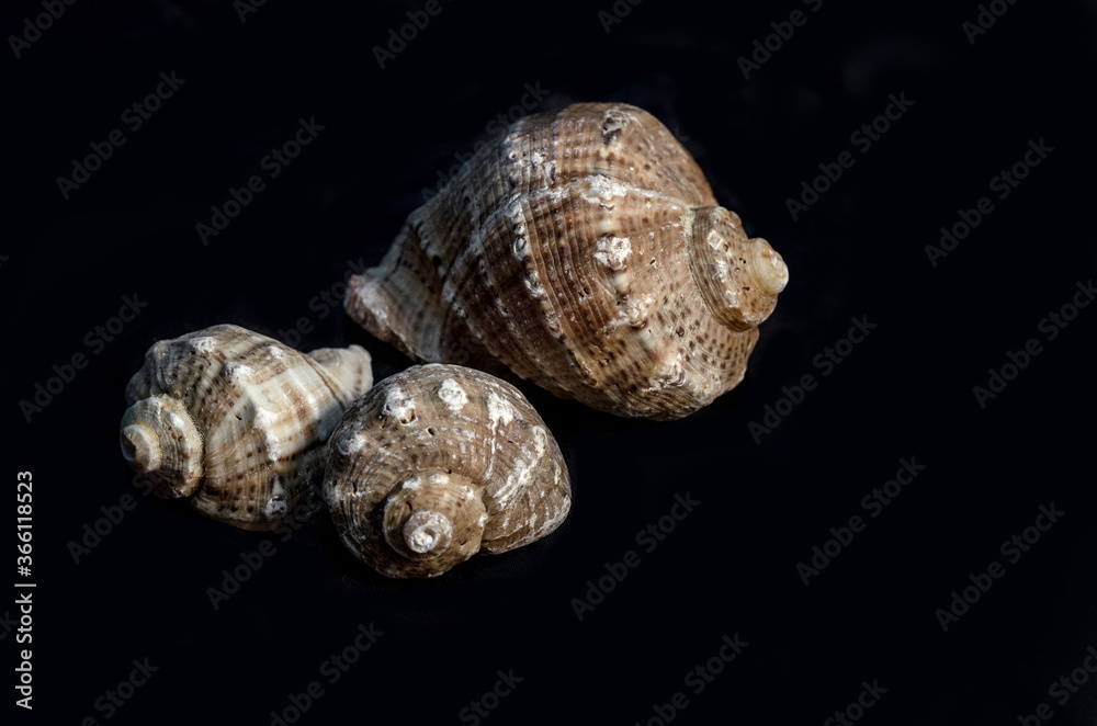 seashells on black background seashells on black background