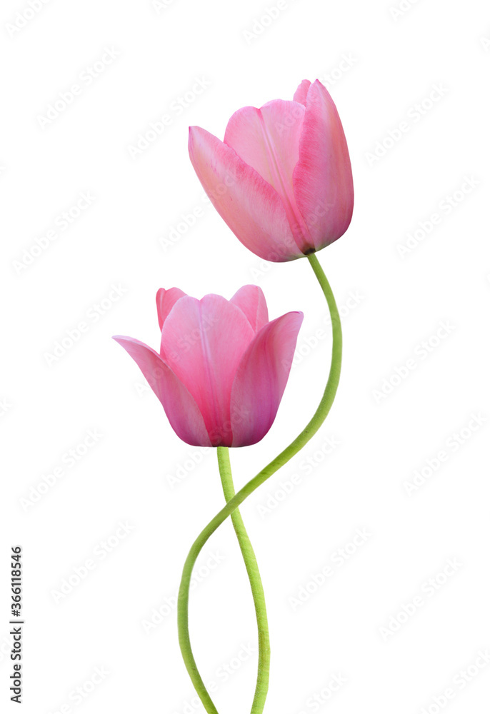 Two spring flowers. Tulips isolated on white
