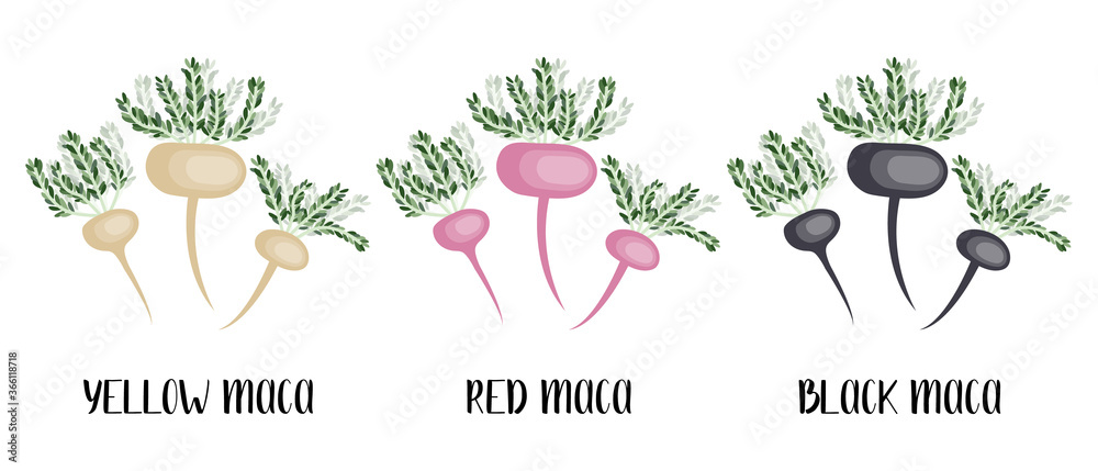 Yellow, red and black maca root. Peruvian ginseng. Lepidium meyenii. Superfood. Healthy organic ingredient. Vector flat illustration