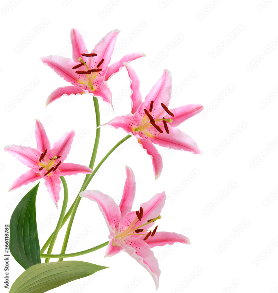  pink lily flowers. Isolated on white background