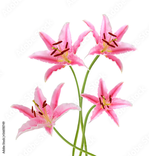  pink lily flowers. Isolated on white background