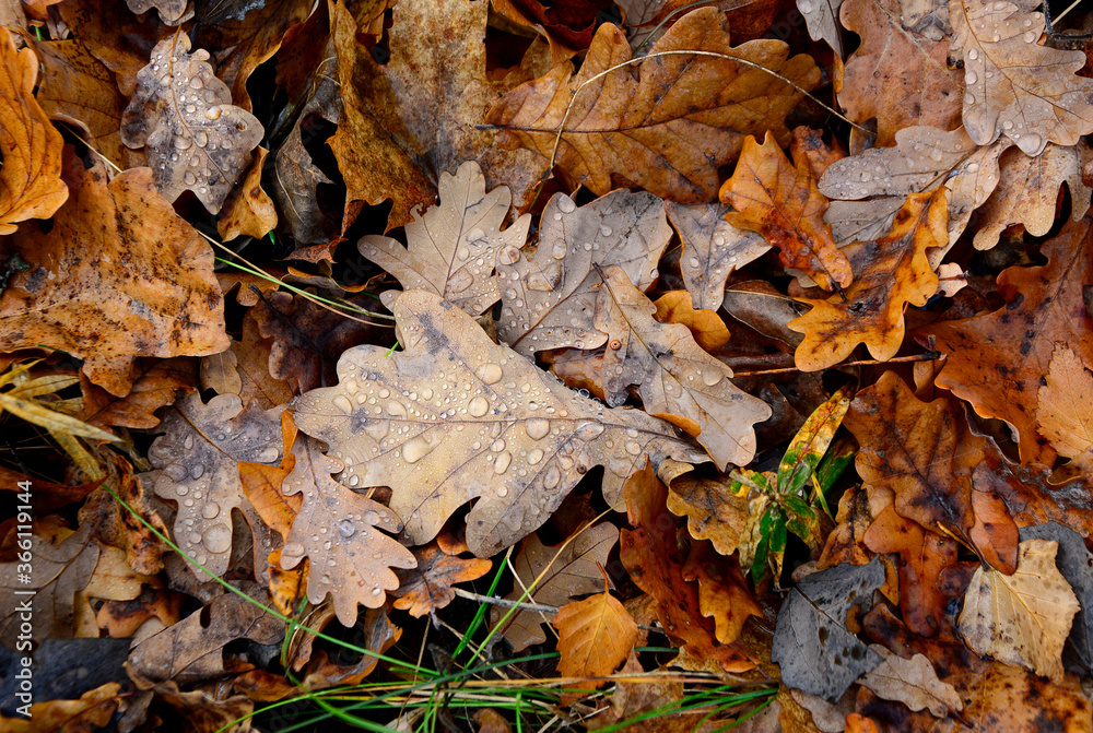 Close-up of fallen oak leaves with dew drops of them