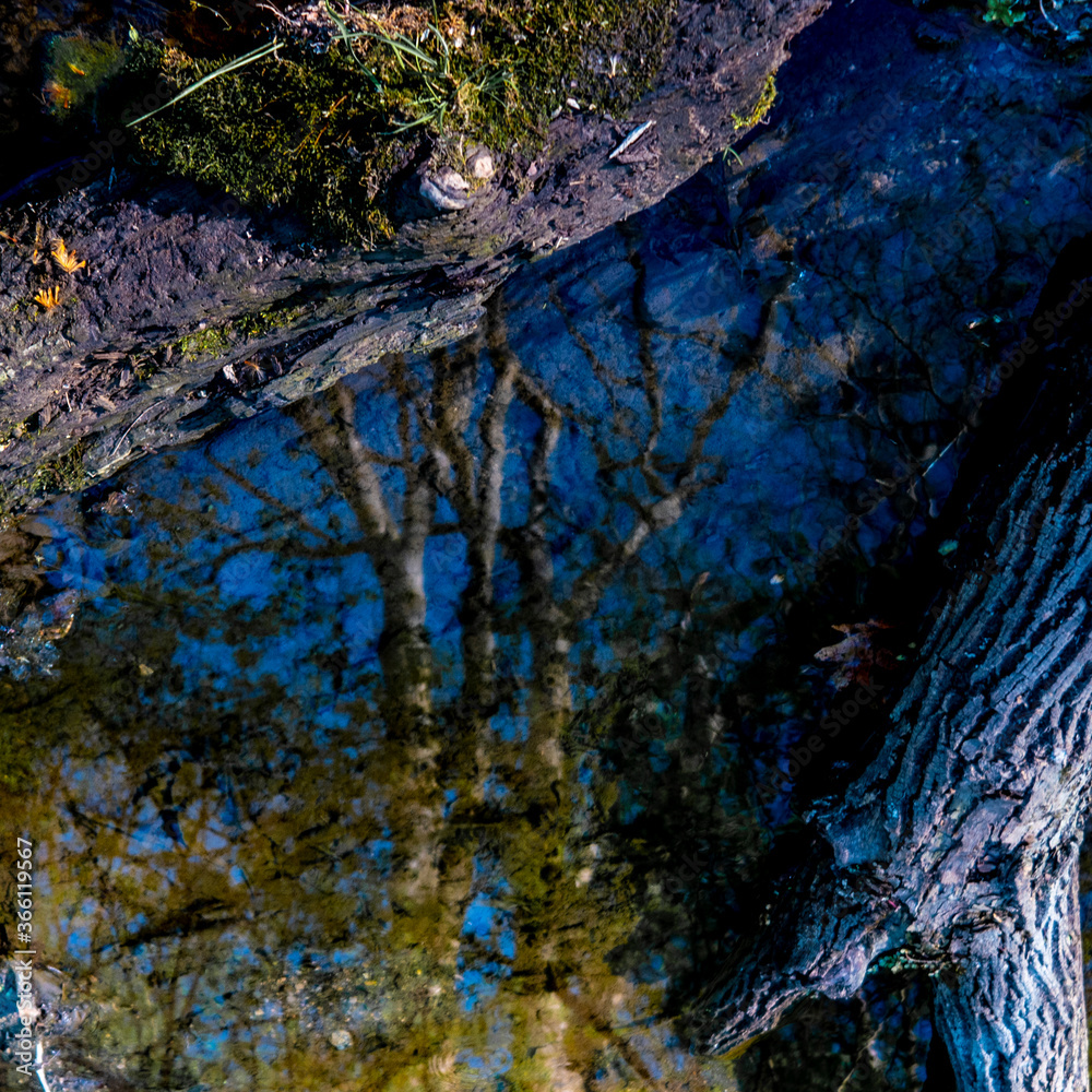Reflection of forest between logs in the water Reflection of forest between logs in the water