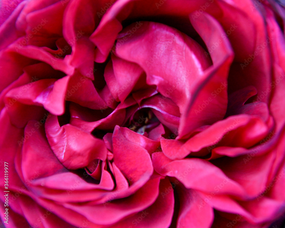 close up of pink rose