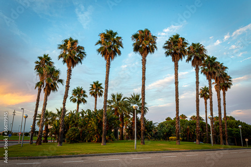 A circle of palms with a beautiful cloudy blue sky