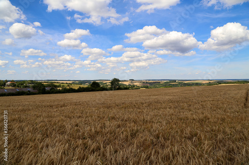 Golden ears of rye growing in the field