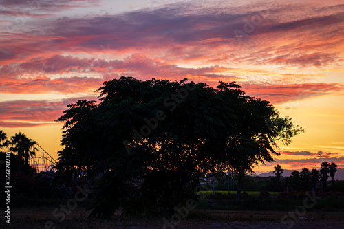 A tree with a pink and orange cloudy sky