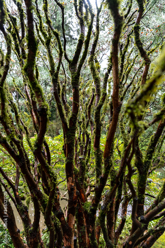 Fototapeta premium Tree Branches in a Japanese Garden, Portland, OR