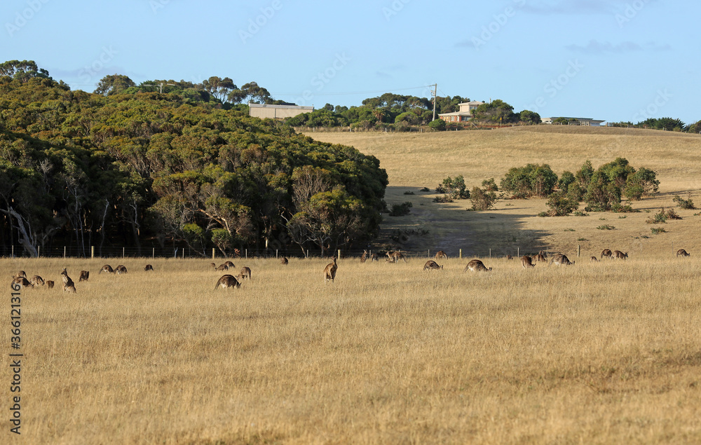Kangaroo mob - Victoria, Australia