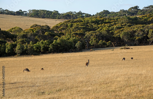 Kangaroo on the hill - Victoria, Australia
