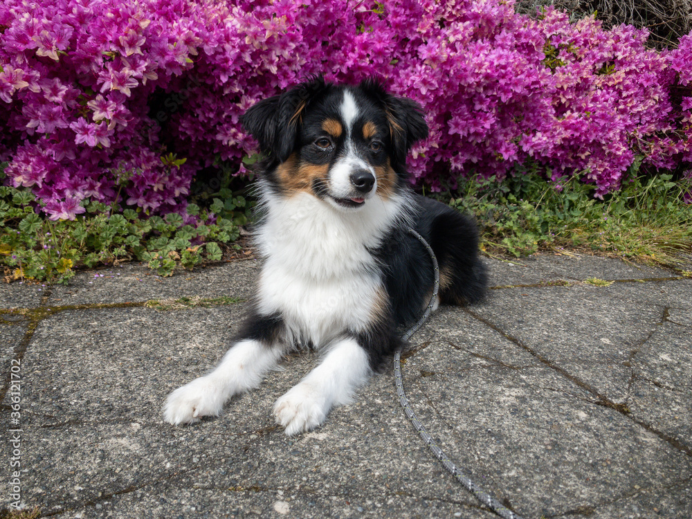 Toy Australian Shepherd, Toy Aussie in garden Toy Australian Shepherd, Toy Aussie in garden