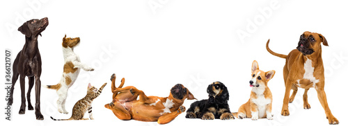 group of animals look sideways