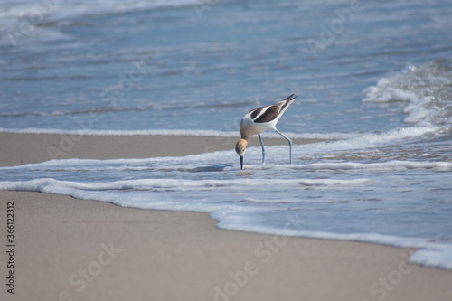 American Avocet