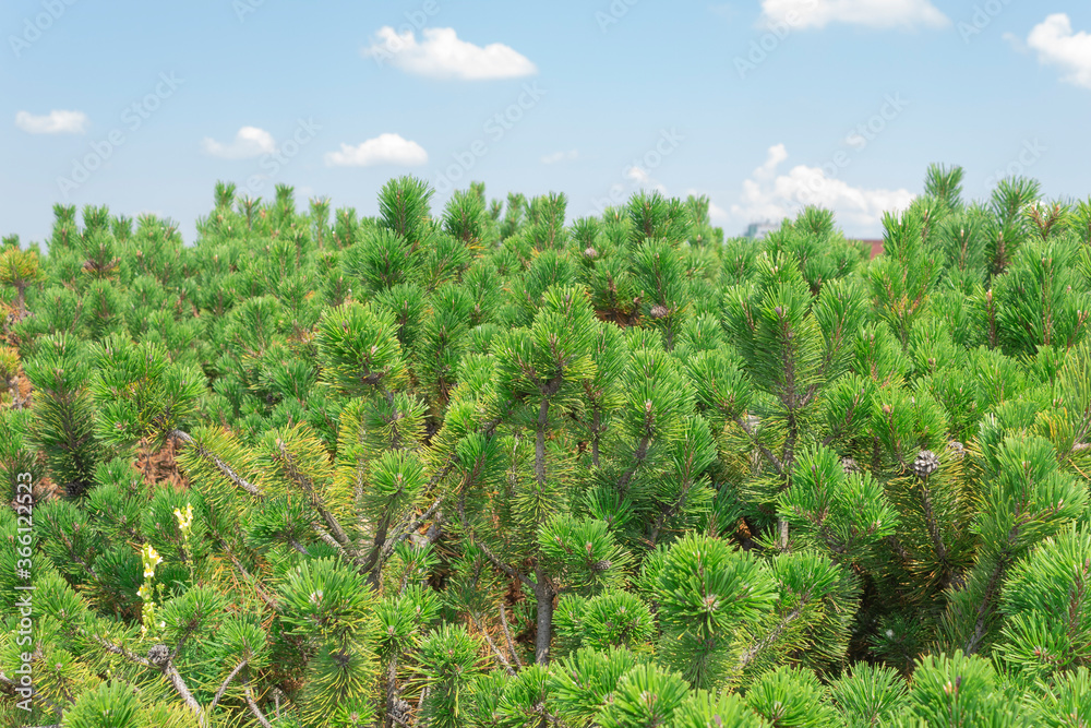 Fototapeta premium Pine branches against a blue sky