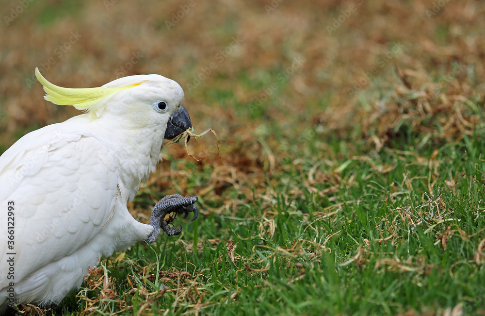 Sulphur crested cockatoo with grass in its beak - Victoria, Australia Sulphur crested cockatoo with grass in its beak - Victoria, Australia